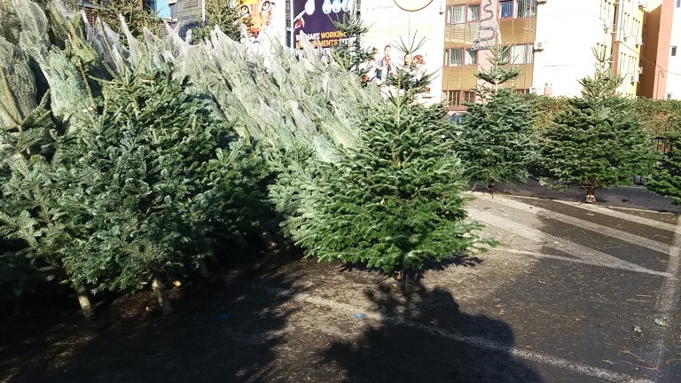 În pieţele din Timișoara a început să miroasă a brad. Au apărut primii pomi de Crăciun!