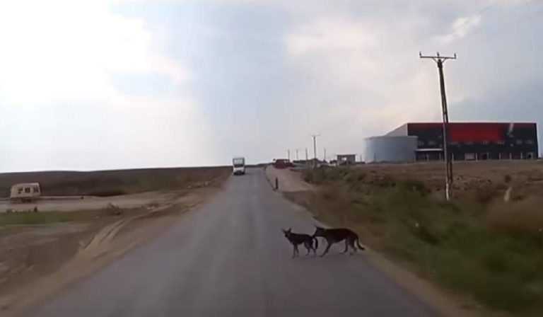 Reacția unui câine după ce ”tovarășul” său e în pericol să fie lovit de o mașină. Imagini virale surprinse în România