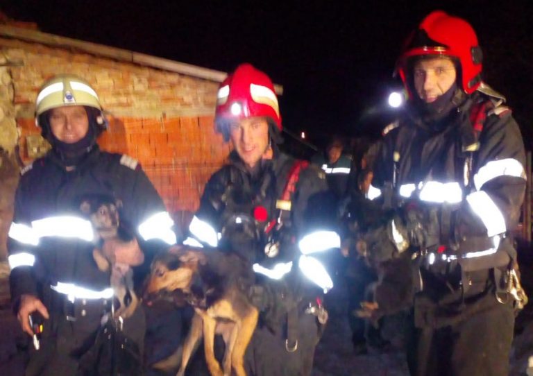 Căței salvați dintr-o casă în flăcări, în Timiș. FOTO