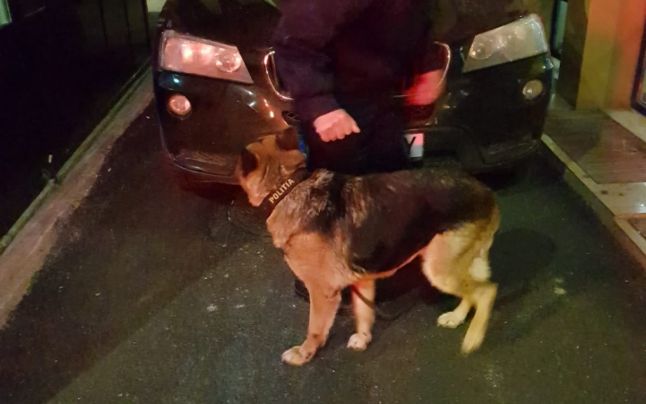 Nabapa, câinele polițist care i-a dat de gol pe doi tineri ce transportau cocaină într-un BMW