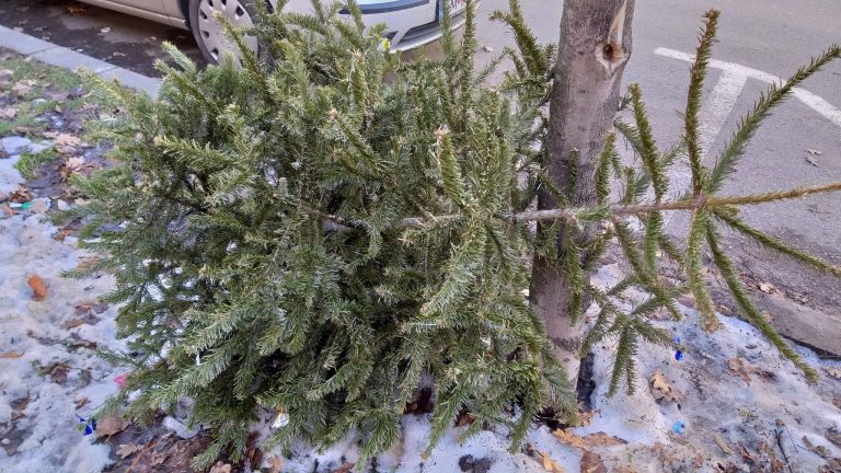 (VIDEO) Unde pleacă brazii când pleacă?