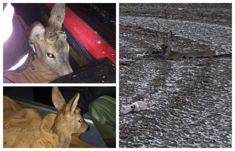 Bambi a fost salvată din ghearele morții de pompierii timișeni. FOTO