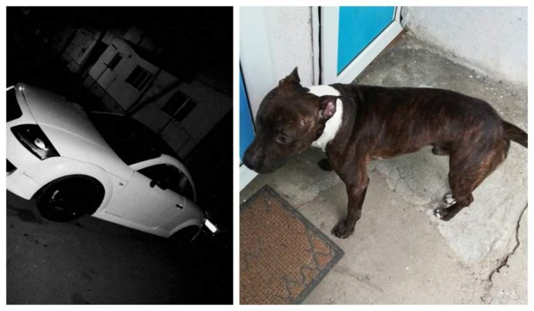 Un român oferă recompensă o mașină celui care îi aduce cățelul înapoi