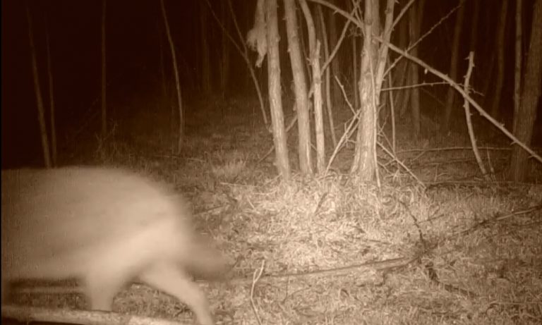Ce au surprins camerele video, într-o pădure din Banat. Animalul este originar din India