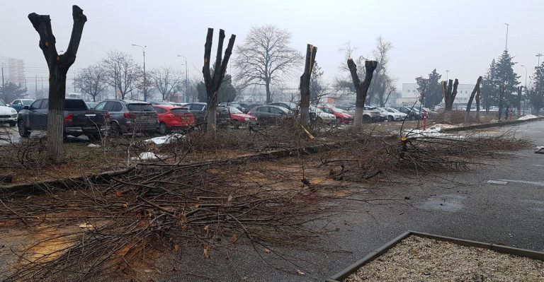 Peisagiștii din Timișoara acuză administrația Robu de tăieri de arbori. FOTO