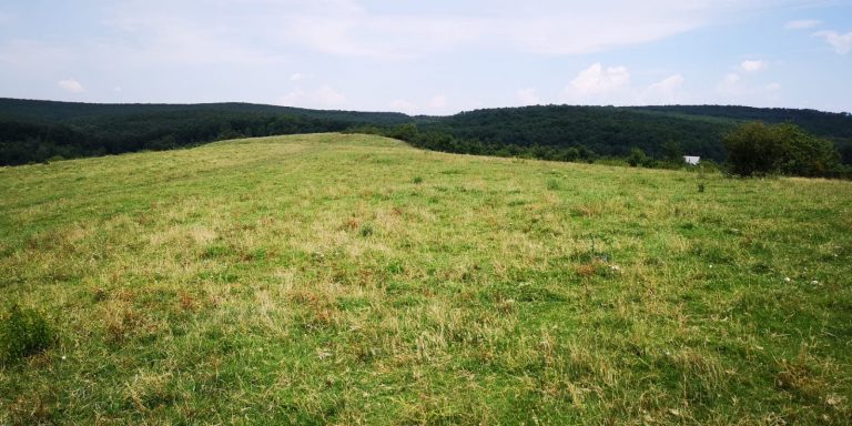 Timișenii se pregătesc să întâmpine primăvara printr-o acțiune de împădurire