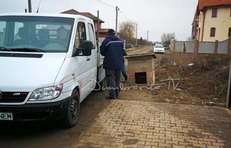 Câini vagabonzi adunați de pe străzile Dumbrăviței