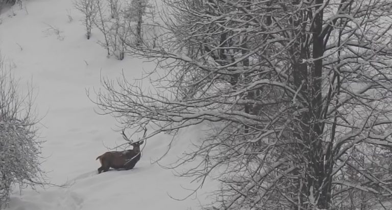Imagini superbe într-o pădure din Banat. Un cerb sulițar înfruntă nămeții. VIDEO