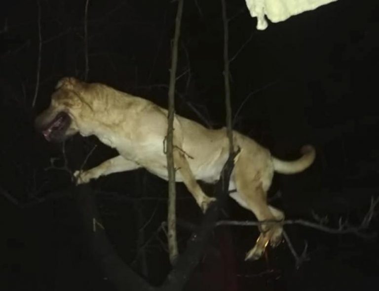 Pompierii din Timişoara au salvat un câine aruncat de la etajul 4 într-un copac