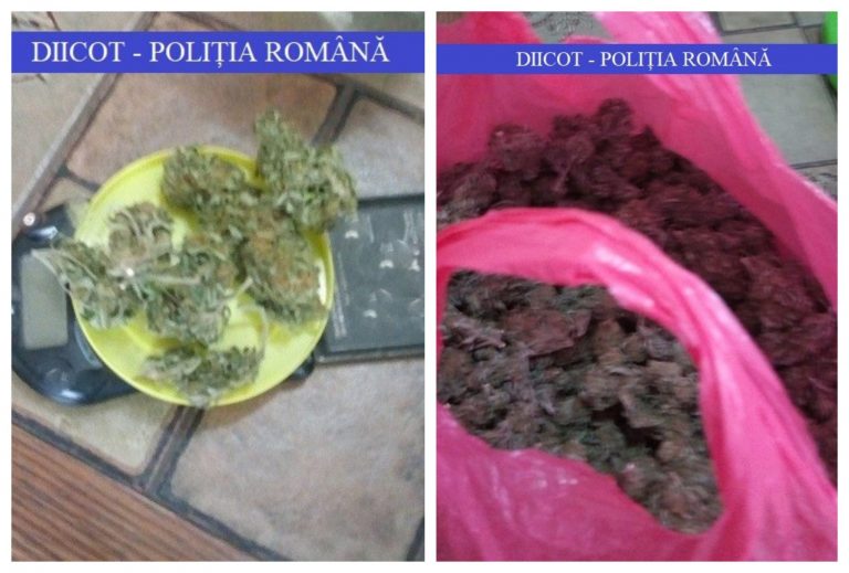 Traficanți de cannabis prinși cu un kilogram de droguri