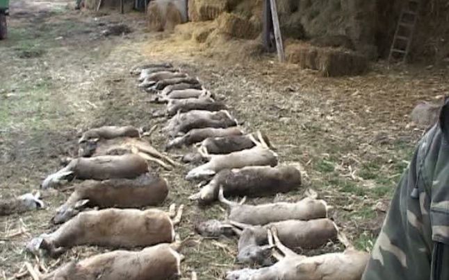 Zeci de căprioare, moarte pe un câmp în Arad