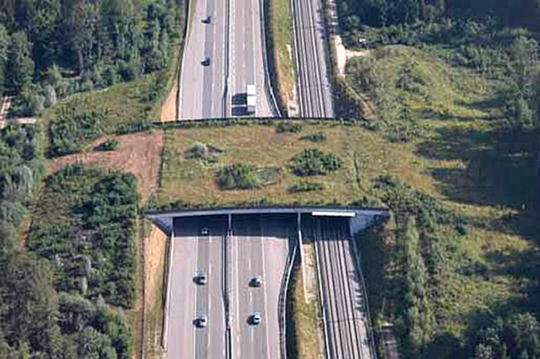 Cum trece ursul… autostrada. Imagini cu primul ecoduct din România VIDEO