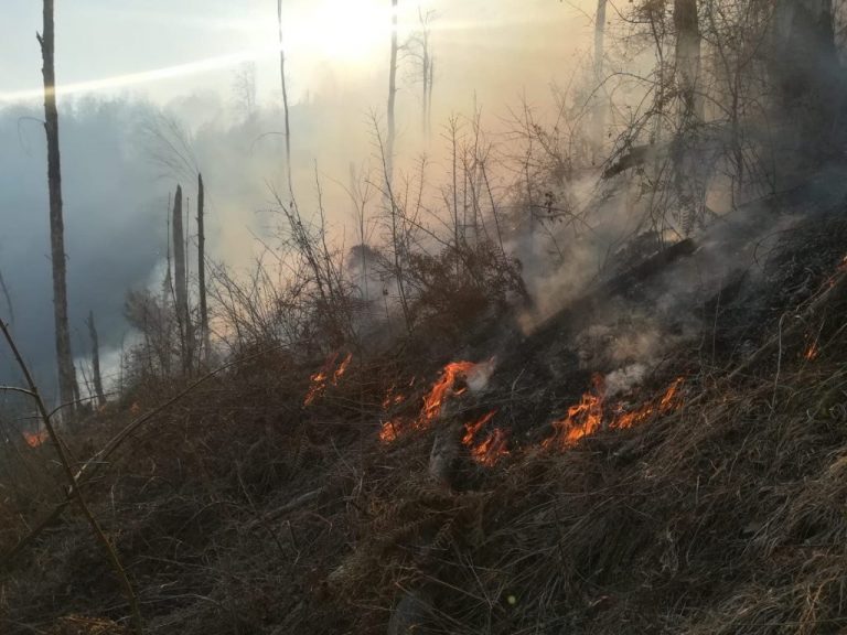 Incendiul de litieră din Timiș, stins după o intervenție de 5 ore