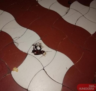 Mama unui copil internat la spitalul din Deva a pozat gândaci în salon: Mi-e scârbă unde trebuie să aducem copiii să-i tratăm! FOTO