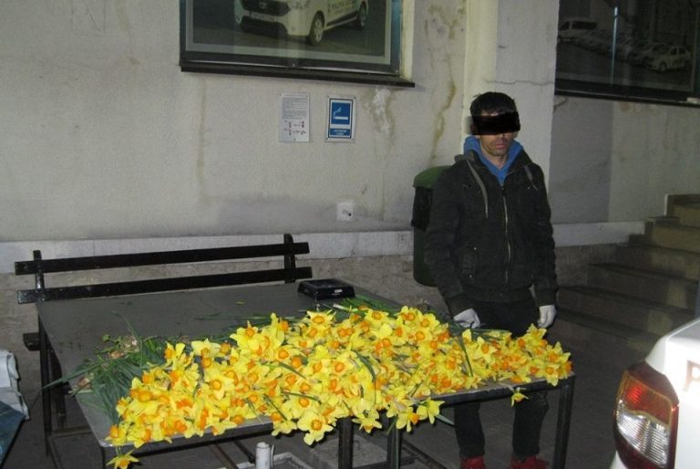 Peste 500 de fire de narcise smulse din Parcul Justiției. Hoțul, prins cu florile îndesate în bagaje