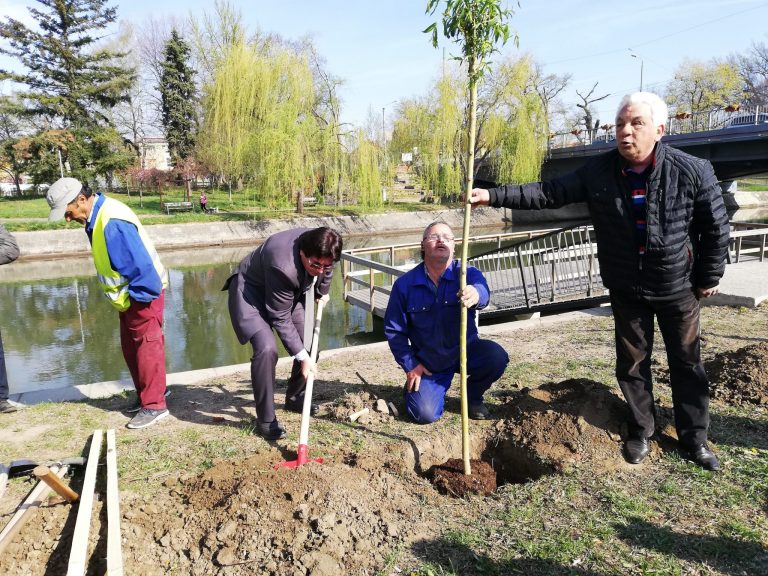 Sălcii și magnolii vor înfrumuseța malurile Begăi. Peste 300 de arbori plantați de-a lungul canalului FOTO-VIDEO