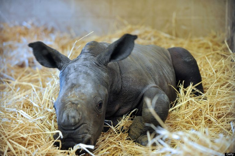 Pui de rinocer expediați prin Poșta Română. Super-farsa de 1 Aprilie în care a fost implicat un timișorean