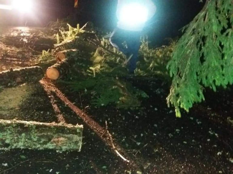 Furtuna a făcut prăpăd. Copaci doborâți de vânt în vestul țării. FOTO