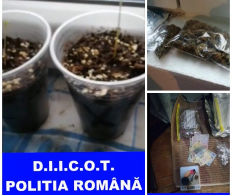 Percheziții la traficanții de droguri din Timișoara și Reșița. S-au găsit zeci de ghivece de cannabis. VIDEO