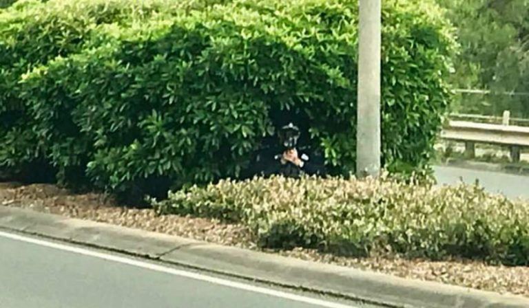 Polițist cercetat de superiori după ce s-a ascuns în tufișuri, cu radarul, pentru a prinde vitezomanii