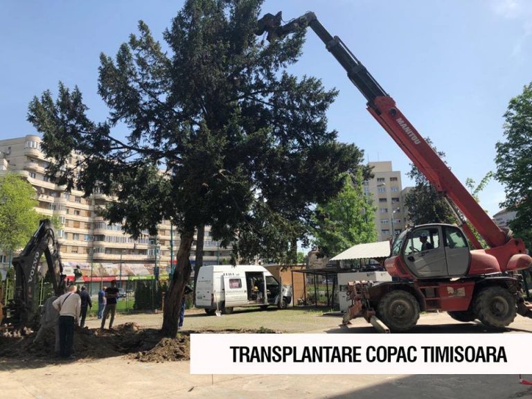 Operațiune amplă pentru transplantarea unui arbore Tisa de 6 tone, la Timișoara. A fost mutat din calea unui șantier