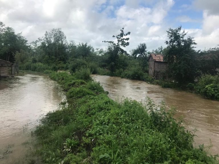 Probleme din cauza ploilor și în Arad: o vacă a fost luată de ape și un copac a fost doborât de vânt