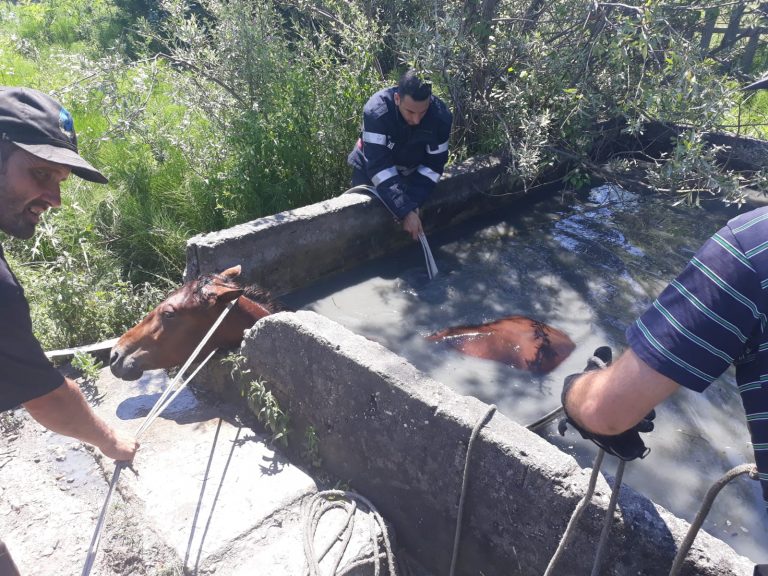 Cum au reuşit salvatorii să scoată doar cu un scripete un cal căzut într-un bazin de trei metri plin cu apă VIDEO