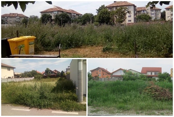 „Forță majoră”, în misiunea înlăturării ambroziei de pe proprietățile private, în Timișoara