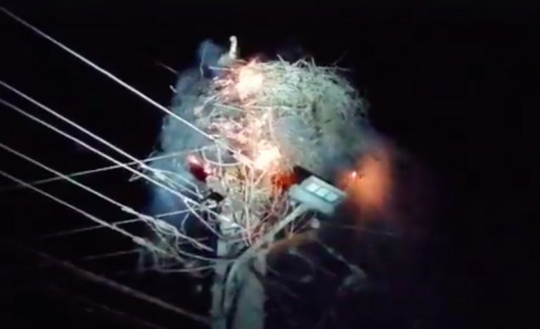 Imagini impresionante. O barză nu pleacă din cuibul în flăcări și stă lângă puii care nu știu să zboare VIDEO