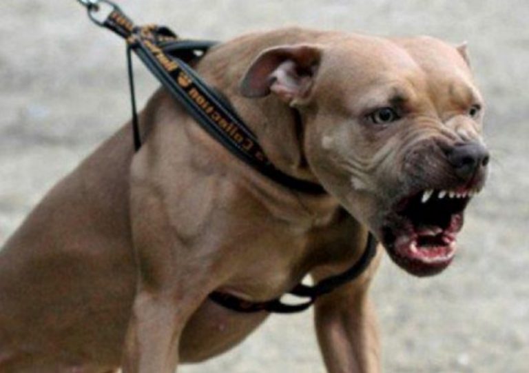 Amenda primită de stăpânul Amstaff-ului care a atacat un câine pe stradă