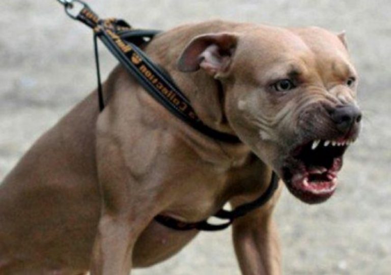 Câine atacat de un Amstaff lăsat liber. Cinci oameni s-au luptat cu animalul VIDEO