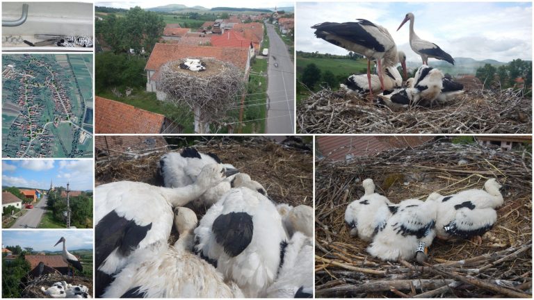 Berzele își primesc inelele înainte de a pleca spre țările calde