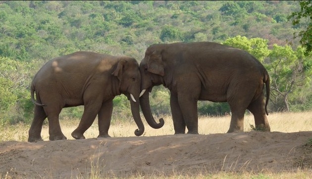 O turmă de elefanți, în procesiune funerară pentru un pui mort! Momentul sfâșietor a fost filmat Video