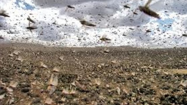 Invazie de lăcuste în Sardinia. Au devorat totul în calea lor