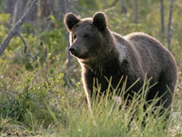Ministerul Mediului a aprobat împușcarea a 140 de urși și anunță amenzi pentru cei care îi hrănesc
