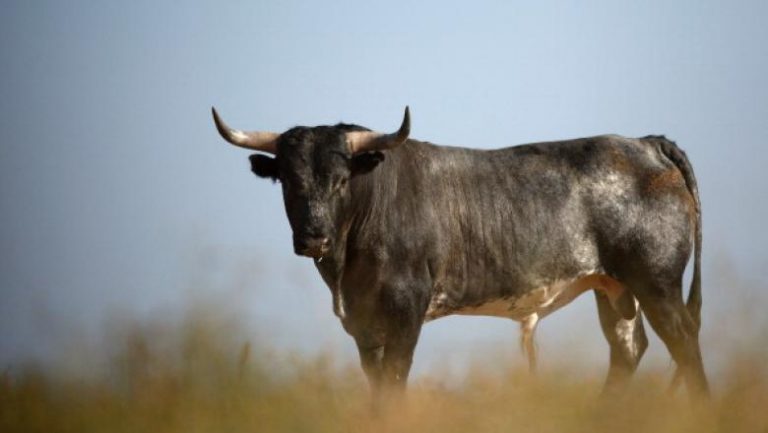 Un taur de 700 de kilograme, lăsat liber pe stradă, a atacat un bărbat. Victima, în stare critică la spital