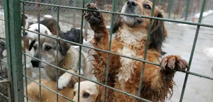 Acuzații grave după eutanasierea mai multor câini, într-un adăpost din vestul țării VIDEO