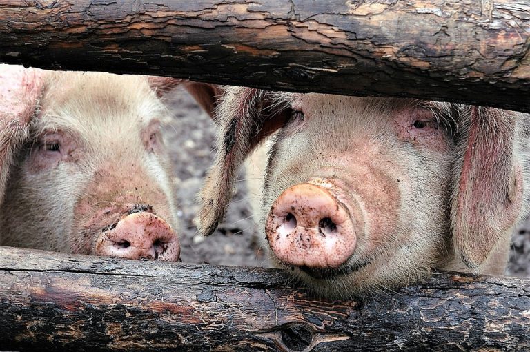 Arad: 17 focare de pestă porcină africană sunt în evoluţie, toate pornite de la porci mistreţi