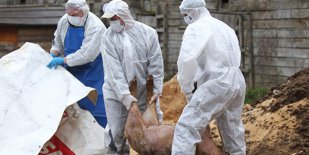 23 de focare de pestă porcină, 2000 de porci sacrificaţi, în județul Arad