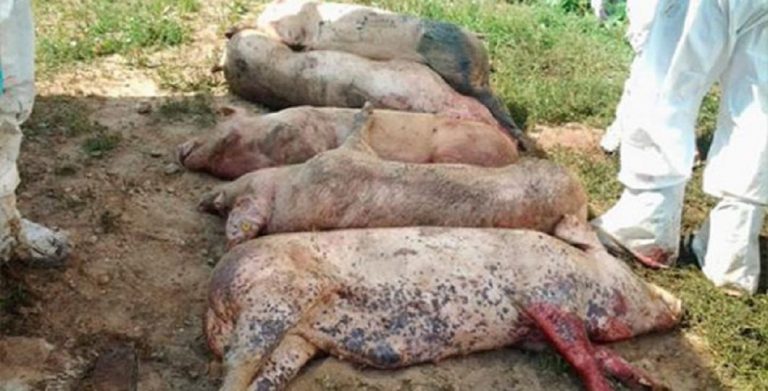 Focar de pestă porcină africană la Galați. Ce măsuri impun autoritățile