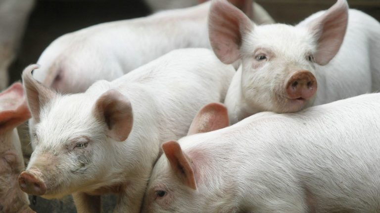 Autoritățile timișene, în alertă după apariția pestei porcine în județul Arad