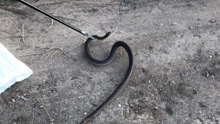 Copil de cinci ani, preluat cu elicopterul SMURD după ce ar fi fost mușcat de un șarpe