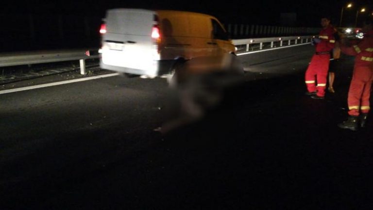 Un urs a murit după ce fost lovit de patru mașini pe autostrada Sibiu-Deva