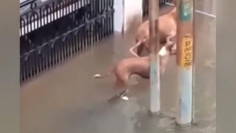 Străzile inundate ale unui oraș din India, pline de crocodili. Reptilele au atacat animale și oameni. VIDEO