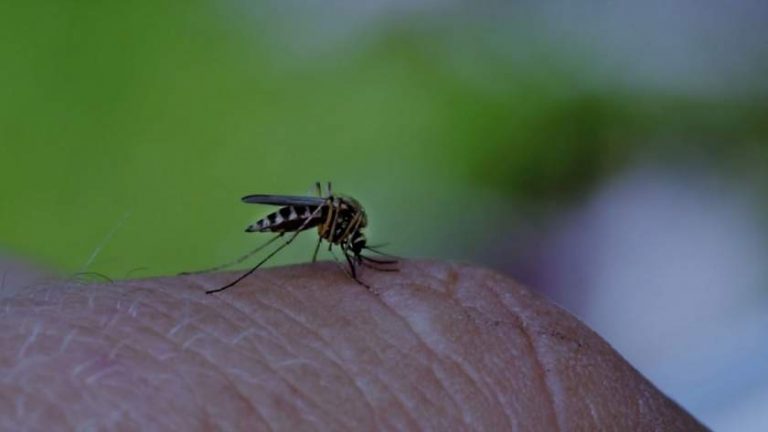Virusul West Nile loveşte în România. Femeie internată în stare gravă