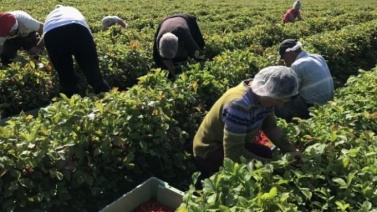 În agricultura românească se pot obține salarii ca în IT