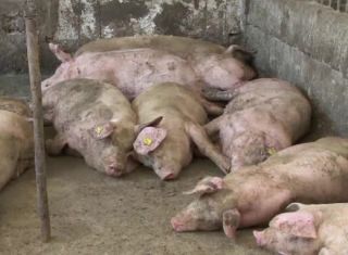 Autoritățile au decis: Și porcii din Nădab vor fi sacrificați