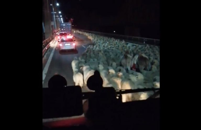 România, mereu surprinzătoare! Imagini inedite pe Autostrada Soarelui VIDEO