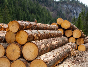 Garda forestieră a depistat mii de copaci tăiaţi ilegal