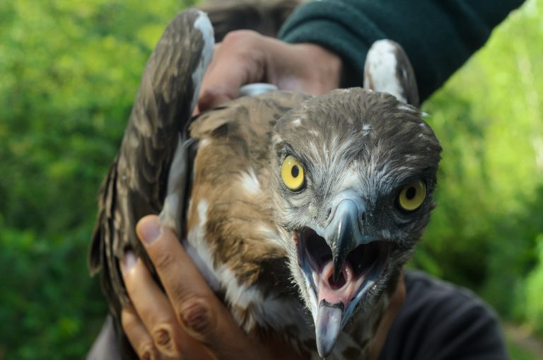 Ultimul drum al unui războinic al aerului – de ce electrocutarea e un capăt de linie?